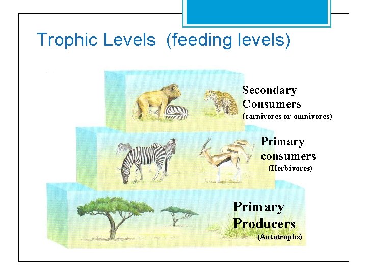 Trophic Levels (feeding levels) Secondary Consumers (carnivores or omnivores) Primary consumers (Herbivores) Primary Producers