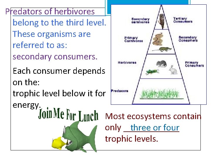 __________ Predators of herbivores belong to the third level. These organisms are referred to