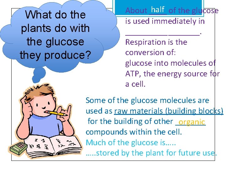 What do the plants do with the glucose they produce? half of the glucose