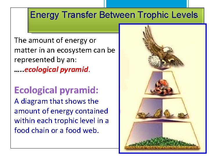 Energy Transfer Between Trophic Levels The amount of energy or matter in an ecosystem