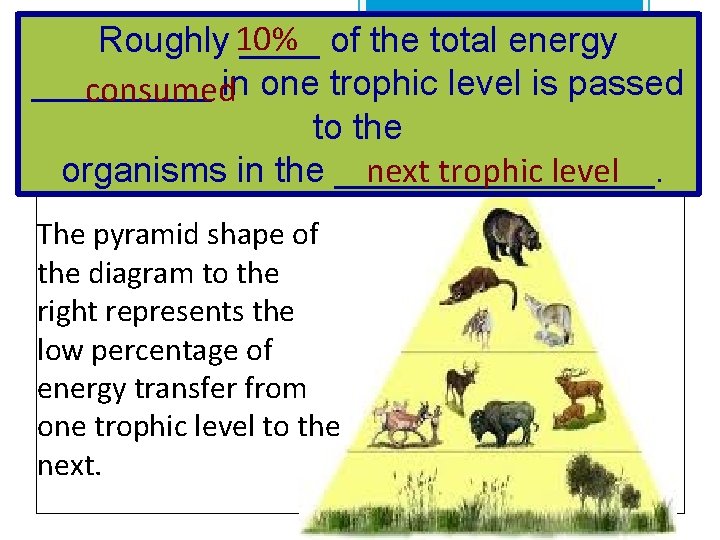Roughly 10% ____ of the total energy _____ consumedin one trophic level is passed