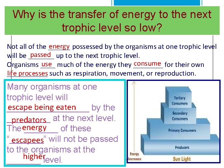 Why is the transfer of energy to the next trophic level so low? energy