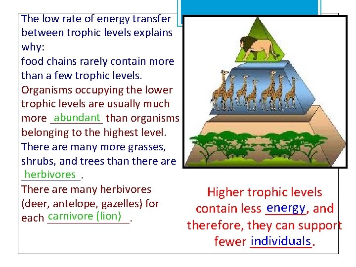 The low rate of energy transfer between trophic levels explains why: food chains rarely