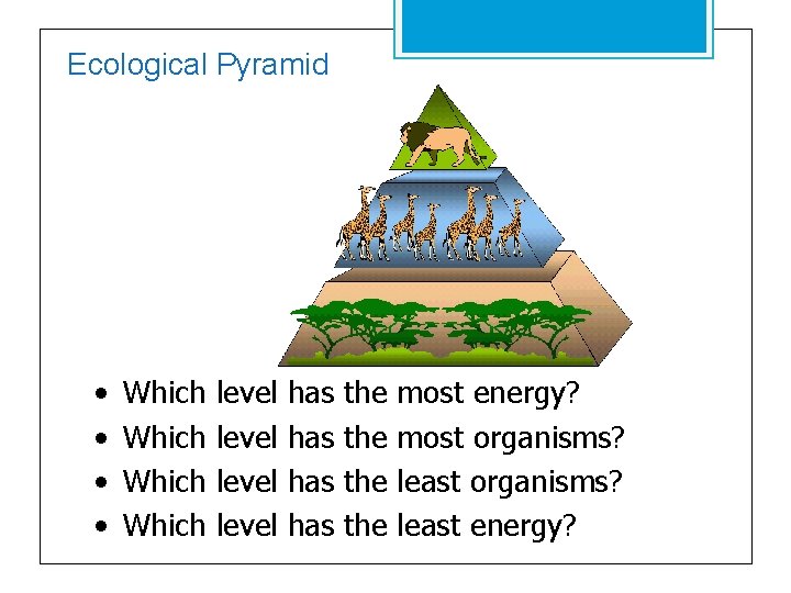 Ecological Pyramid • • Which level has has the the most energy? most organisms?