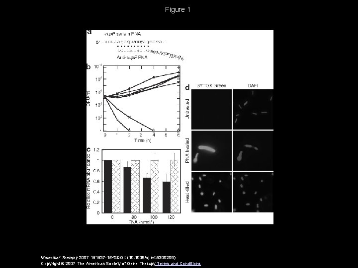 Figure 1 Molecular Therapy 2007 151537 -1542 DOI: (10. 1038/sj. mt. 6300209) Copyright ©