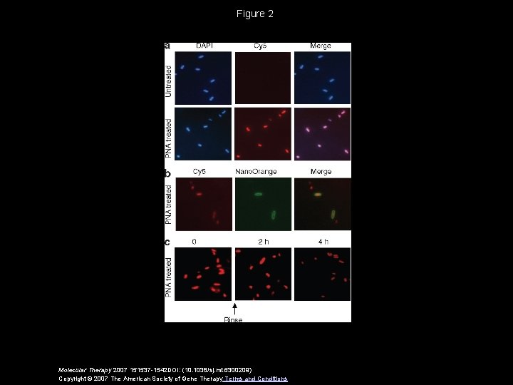 Figure 2 Molecular Therapy 2007 151537 -1542 DOI: (10. 1038/sj. mt. 6300209) Copyright ©