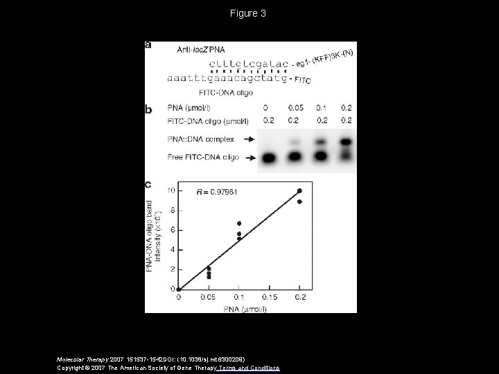 Figure 3 Molecular Therapy 2007 151537 -1542 DOI: (10. 1038/sj. mt. 6300209) Copyright ©