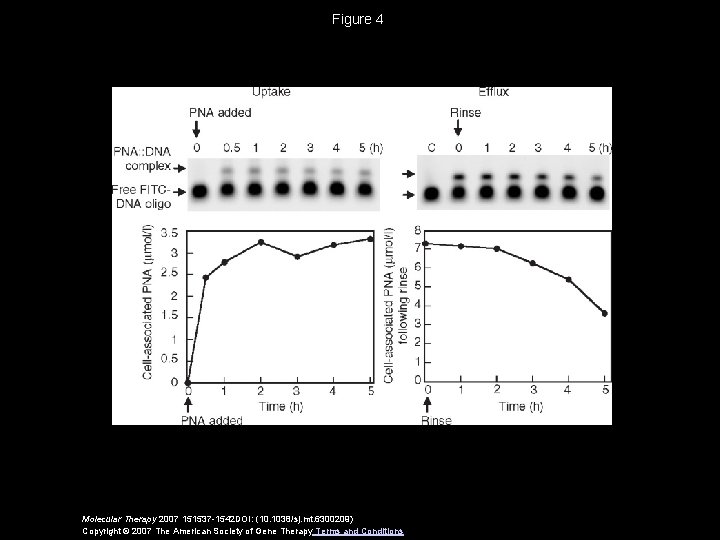 Figure 4 Molecular Therapy 2007 151537 -1542 DOI: (10. 1038/sj. mt. 6300209) Copyright ©