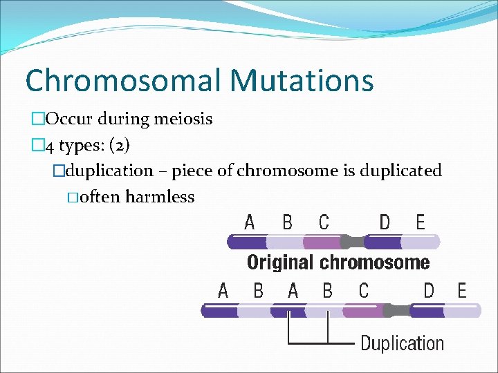 Chromosomal Mutations �Occur during meiosis � 4 types: (2) �duplication – piece of chromosome