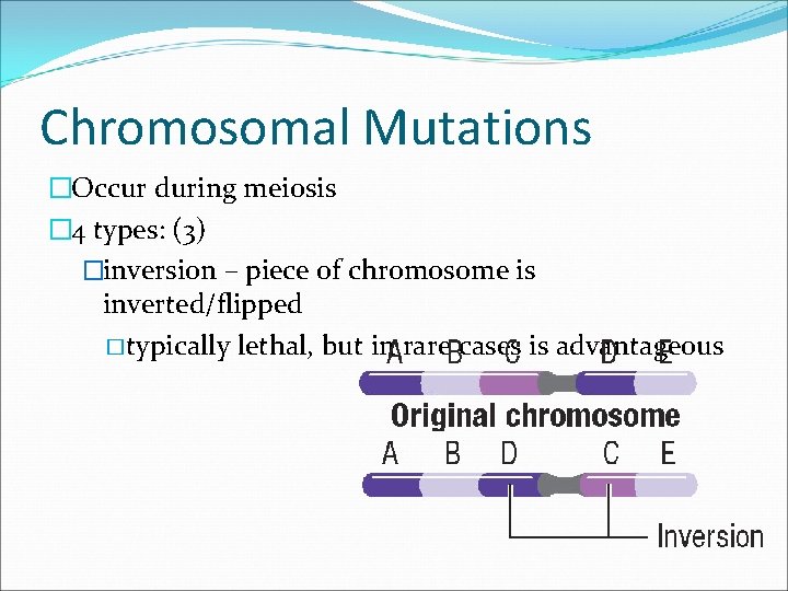 Chromosomal Mutations �Occur during meiosis � 4 types: (3) �inversion – piece of chromosome