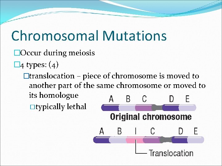Chromosomal Mutations �Occur during meiosis � 4 types: (4) �translocation – piece of chromosome