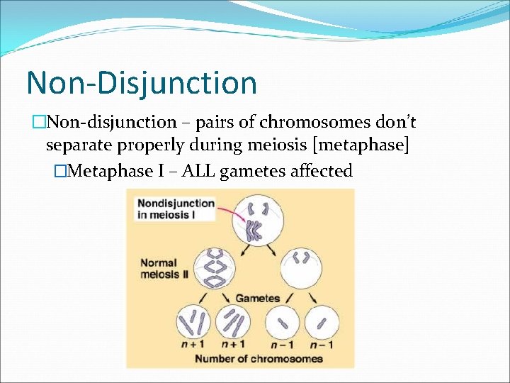 Non-Disjunction �Non-disjunction – pairs of chromosomes don’t separate properly during meiosis [metaphase] �Metaphase I