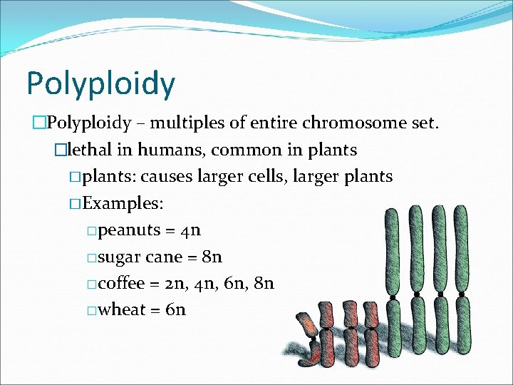 Polyploidy �Polyploidy – multiples of entire chromosome set. �lethal in humans, common in plants