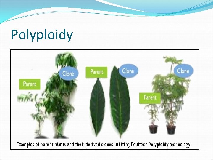 Polyploidy 