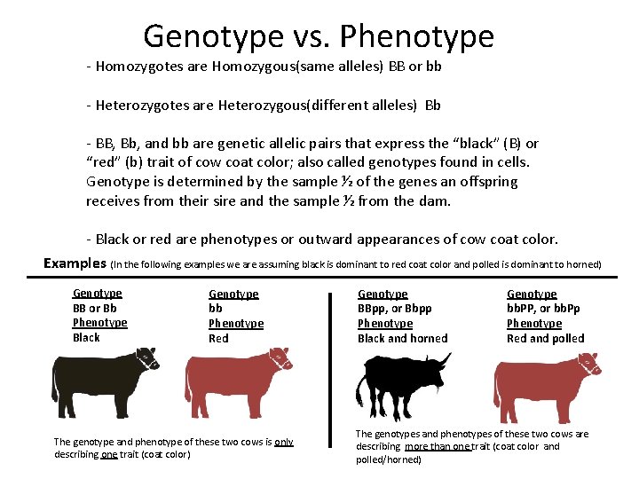 Genotype vs. Phenotype - Homozygotes are Homozygous(same alleles) BB or bb - Heterozygotes are