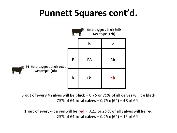 Punnett Squares cont’d. Heterozygous black bulls Genotype - (Bb) B b B BB Bb