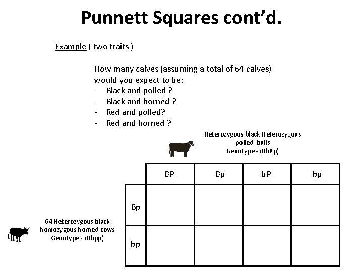 Punnett Squares cont’d. Example ( two traits ) How many calves (assuming a total