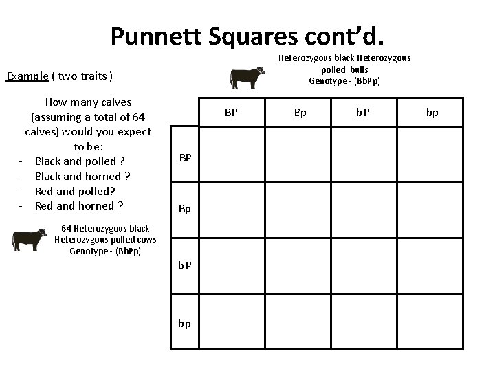 Punnett Squares cont’d. Heterozygous black Heterozygous polled bulls Genotype - (Bb. Pp) Example (