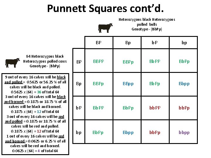 Punnett Squares cont’d. Heterozygous black Heterozygous polled bulls Genotype - (Bb. Pp) 64 Heterozygous