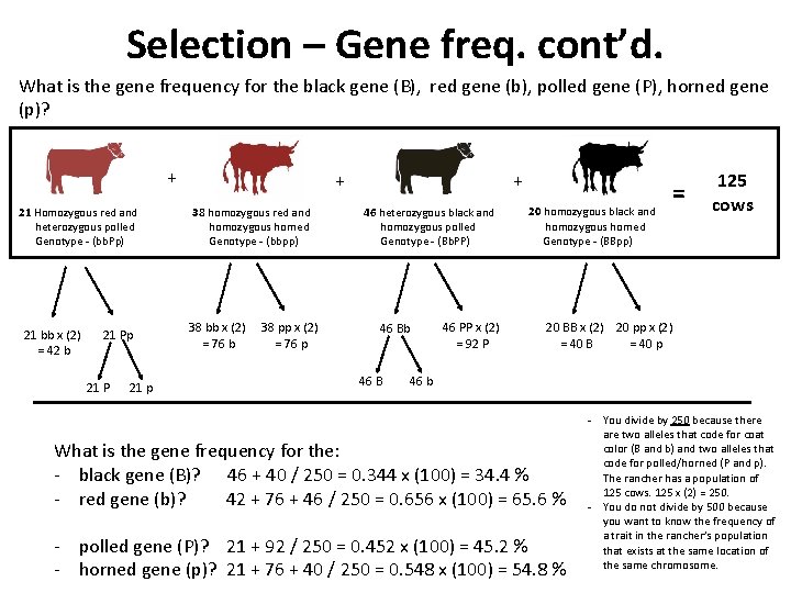 Selection – Gene freq. cont’d. What is the gene frequency for the black gene