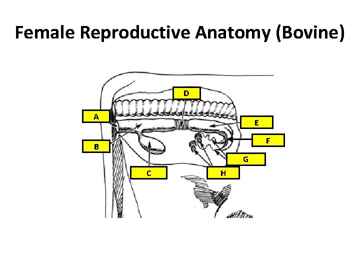 Female Reproductive Anatomy (Bovine) D A E F B G C H 
