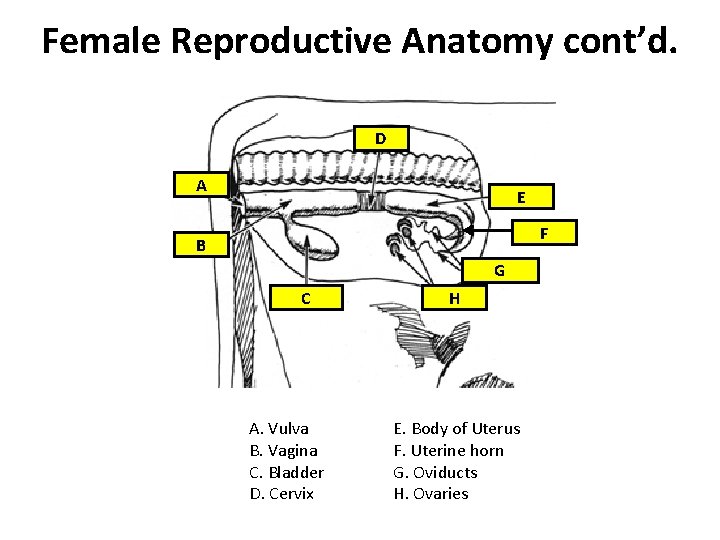 Female Reproductive Anatomy cont’d. D A E F B G C A. Vulva B.