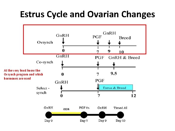 Estrus Cycle and Ovarian Changes At the very least know the Ovsynch program and