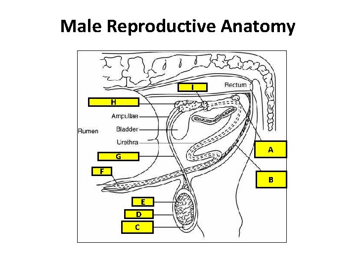 Male Reproductive Anatomy I H A G F B E D C 
