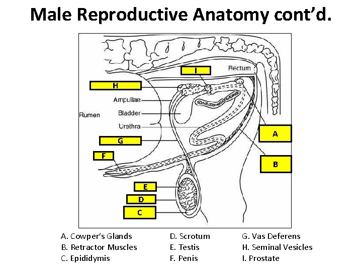 Male Reproductive Anatomy cont’d. I H A G F B E D C A.