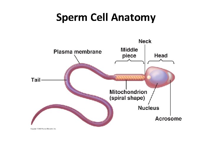 Sperm Cell Anatomy 