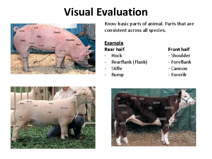 Visual Evaluation Know basic parts of animal. Parts that are consistent across all species.