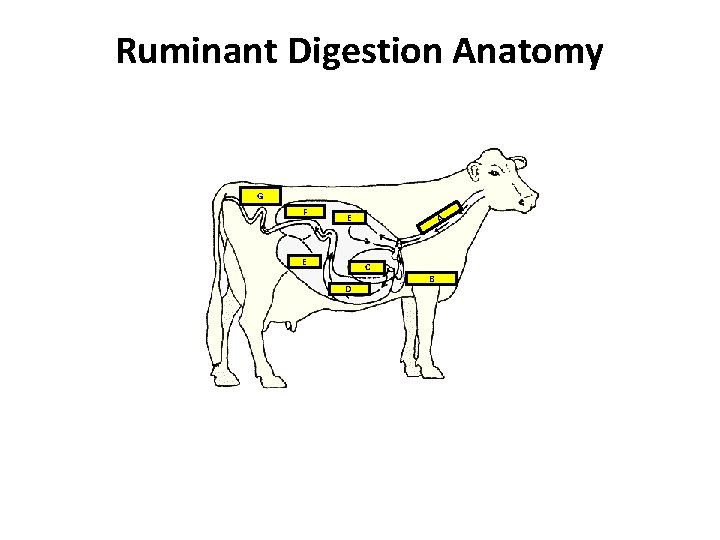 Ruminant Digestion Anatomy G F E E A C D B 