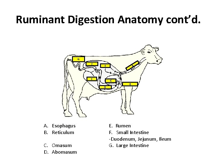 Ruminant Digestion Anatomy cont’d. G F E E C D A. Esophagus B. Reticulum