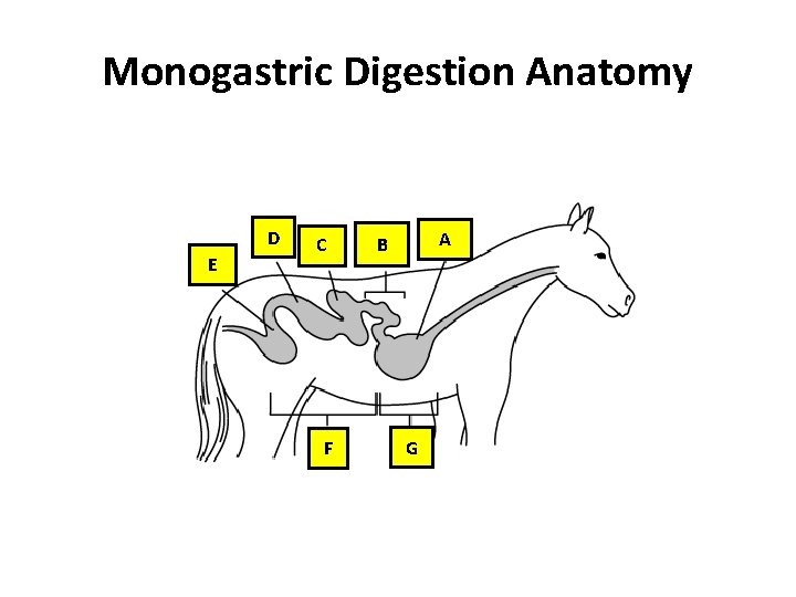 Monogastric Digestion Anatomy D E C F A B G 