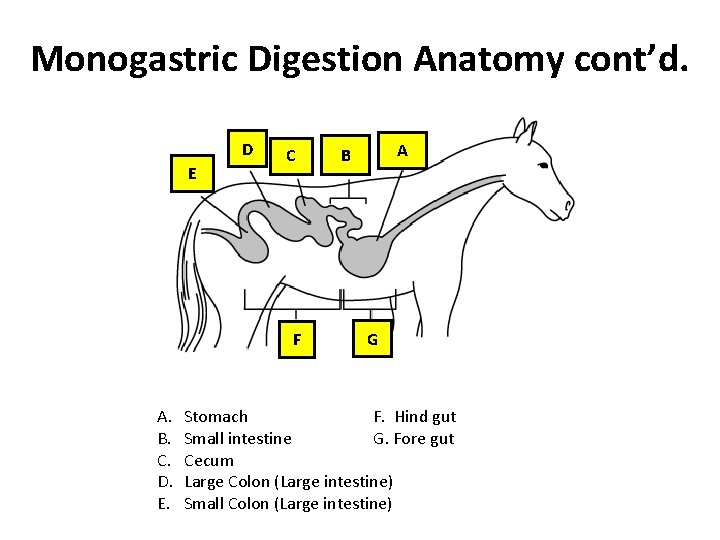 Monogastric Digestion Anatomy cont’d. D E C F A. B. C. D. E. A