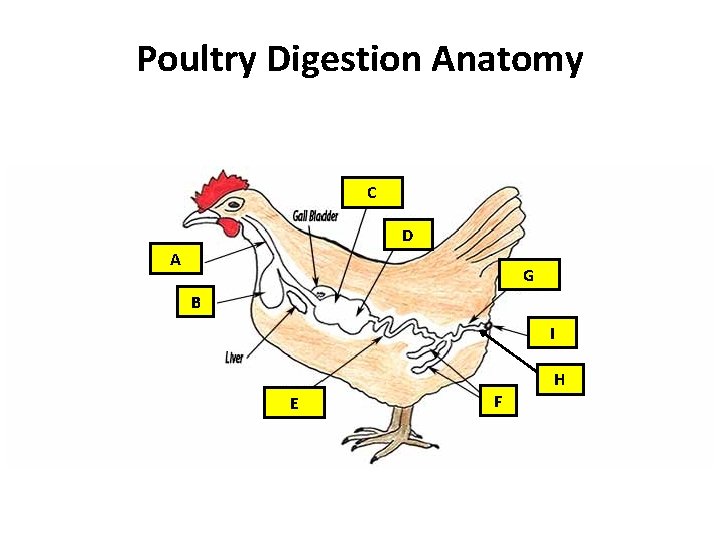 Poultry Digestion Anatomy C D A G B I E F H 