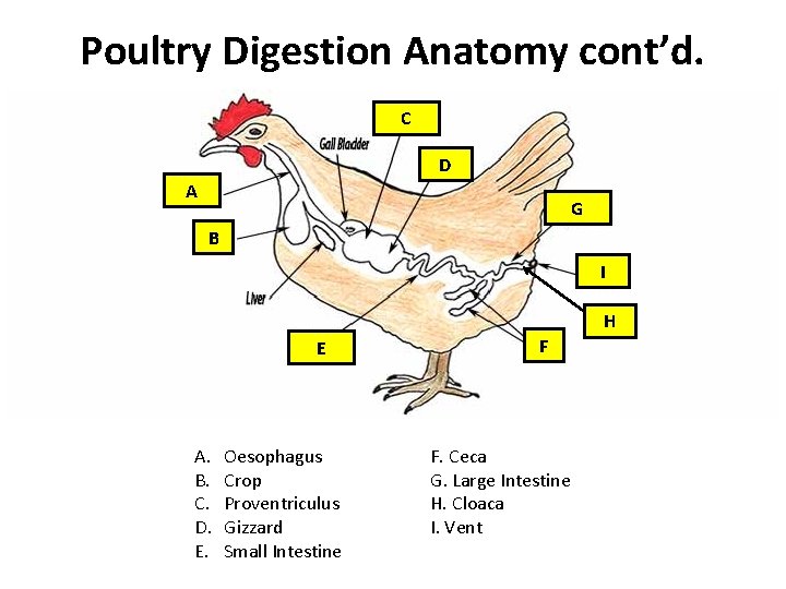 Poultry Digestion Anatomy cont’d. C D A G B I H E A. B.