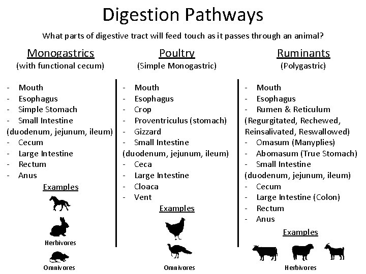 Digestion Pathways What parts of digestive tract will feed touch as it passes through