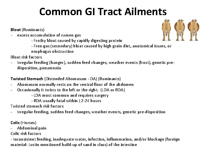 Common GI Tract Ailments Bloat (Ruminants) - excess accumulation of rumen gas - Frothy