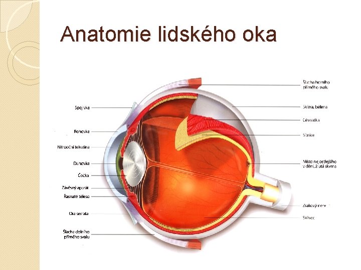 Anatomie lidského oka 