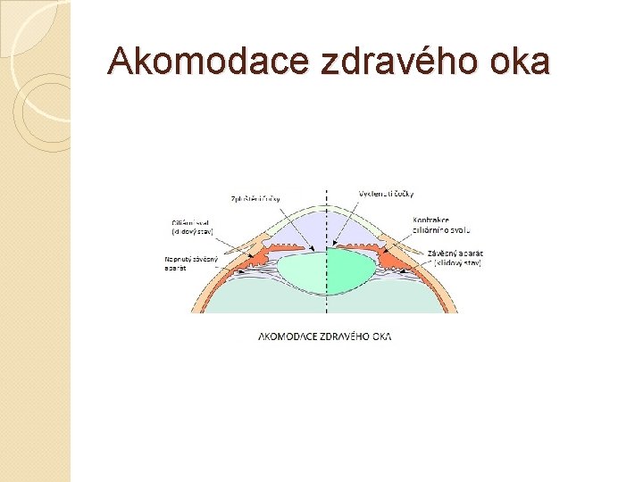 Akomodace zdravého oka 