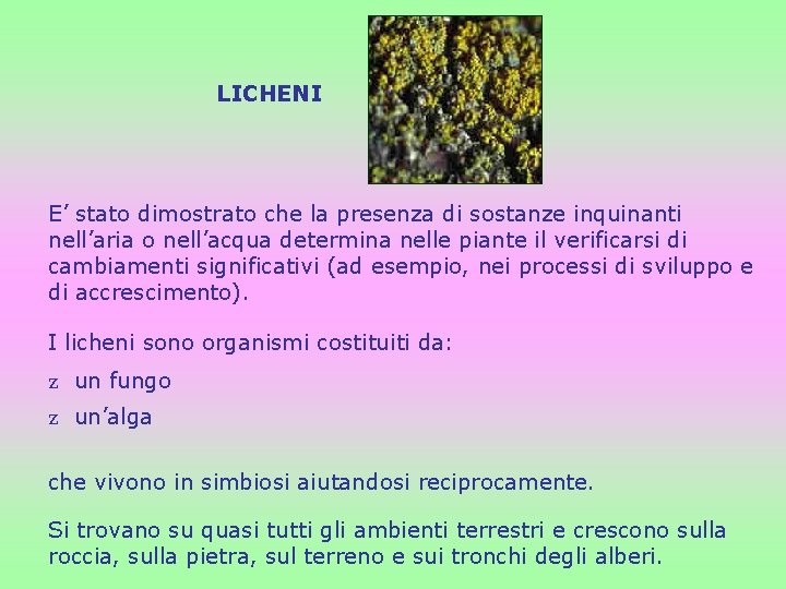 LICHENI E’ stato dimostrato che la presenza di sostanze inquinanti nell’aria o nell’acqua determina