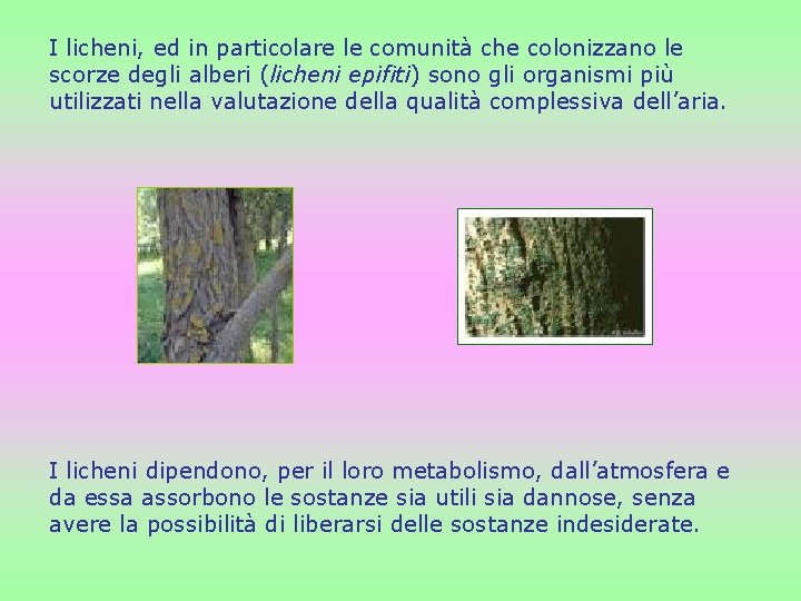 I licheni, ed in particolare le comunità che colonizzano le scorze degli alberi (licheni