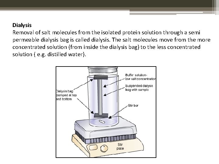 Dialysis Removal of salt molecules from the isolated protein solution through a semi permeable