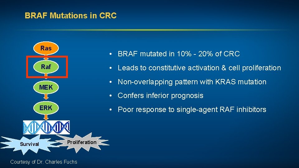 BRAF Mutations in CRC Ras • BRAF mutated in 10% - 20% of CRC