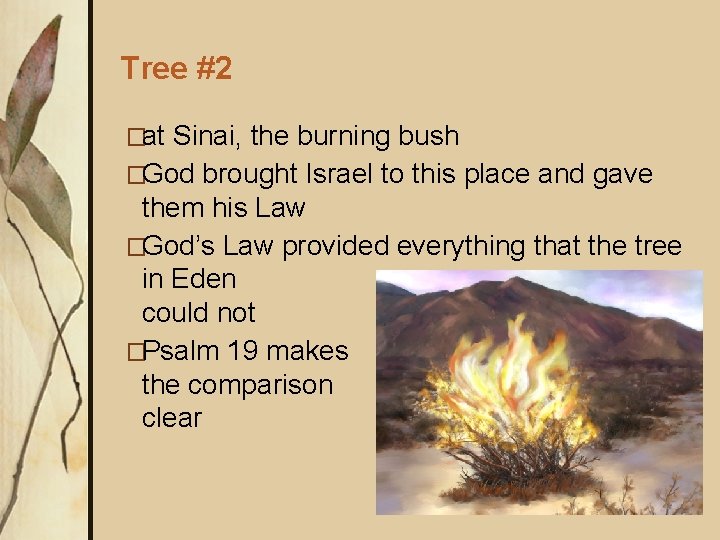 Tree #2 �at Sinai, the burning bush �God brought Israel to this place and