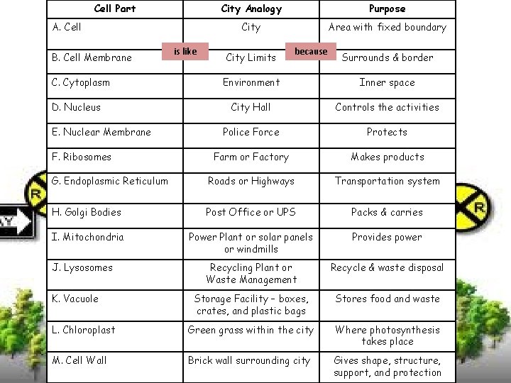 Cell Part A. Cell B. Cell Membrane C. Cytoplasm is like City Analogy Purpose