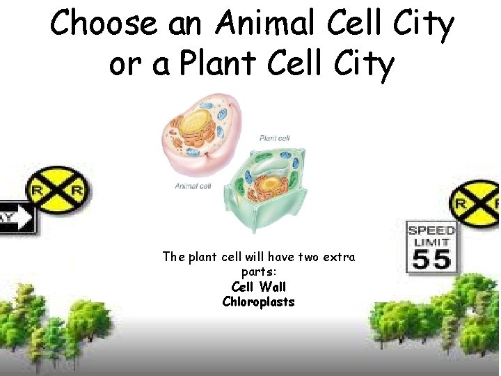 Choose an Animal Cell City or a Plant Cell City The plant cell will