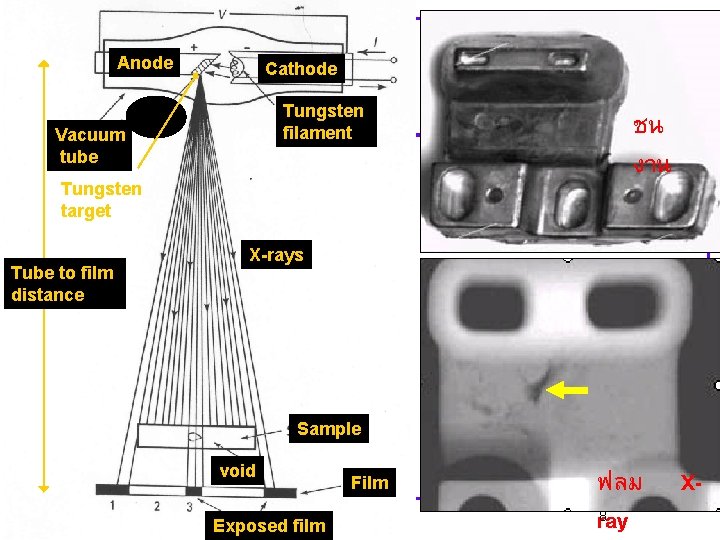Anode Cathode Tungsten filament Vacuum tube Tungsten target Tube to film distance ชน งาน