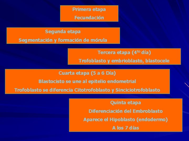 Primera etapa Fecundación Segunda etapa Segmentación y formación de mórula Tercera etapa (4 to